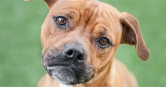 Dogs and Cats and Rabbits Oh Wow!