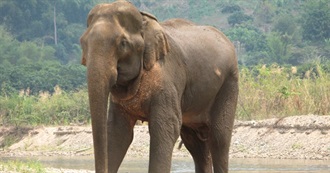 120 Movies With One-Word Titles, Starting With Elephant