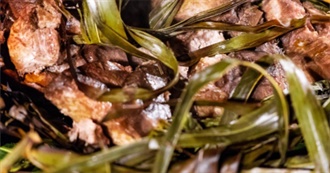 Big T&#39;s Popular Food in French Polynesia