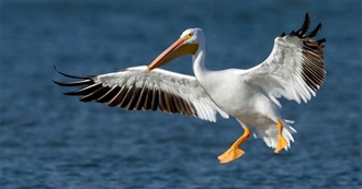 Birds of Salt Lake City, UT