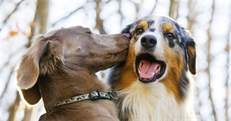 Animals That Can Be Pets