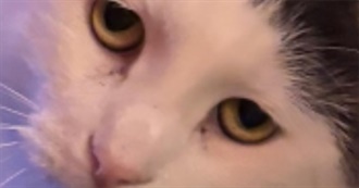 E&#39;s Excruciating Movies