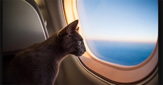 Places This Cat Would Like to Visit