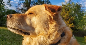 Book Covers Katie&#39;s Dog Theodore Likes