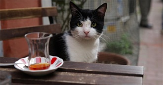 50 Movies About Cats