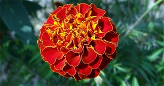 Wanna Try Foods Starting With F