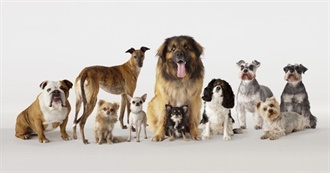 Least Expensive Dog Breeds