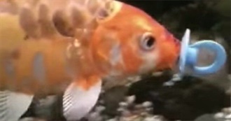 Skrunks&#39; Comfort Media but Skrunks Gets Younger With Each Entry