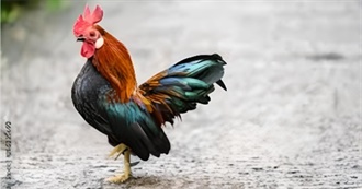 Bantam Chickens in 5 Minutes