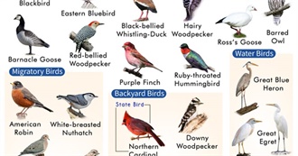 Birds Observed During Ornithology Class