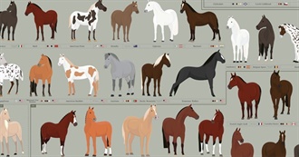 Horse Breeds That I&#39;ve Ridden