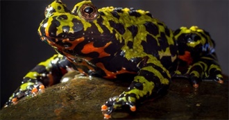 Names of Pets E Has Had