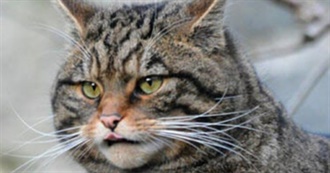 For the Sake of Fuck&#39;s Movie List