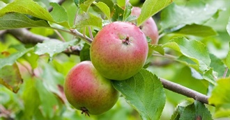 What Ray Ate - Day 429