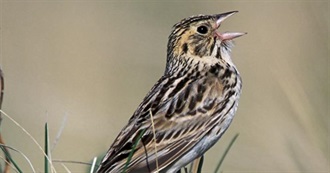 North Dakota&#39;s Special Birds