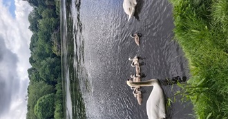 Films Charlot Saw in June 2025