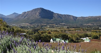 Vineyards of South Africa