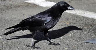 Crowmunculus&#39;s Life List at 500