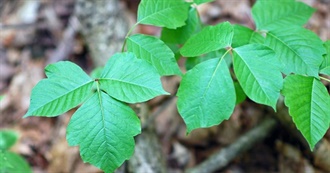Common Plants of the United States