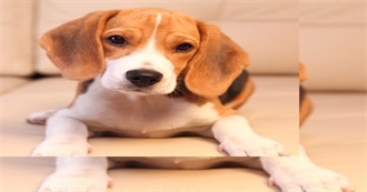 Top 10 Female Dog Names