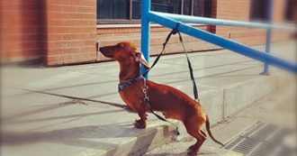 79 Films With More Than 100,000 Votes on the IMDb (And Weiner Dog)