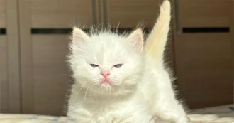 Bingos Movie Listtttttt