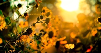 Isabella&#39;s Favorite Things