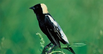 South Dakota&#39;s Special Birds