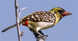 D&#39;Arnaud&#39;s Barbet