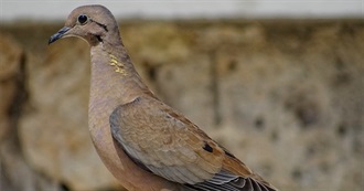 Birds--The Eared Dove
