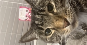 Jays Very Swag and Not Mainstream Artists (Shoves Sabrina Carpenter Down the Stairs)