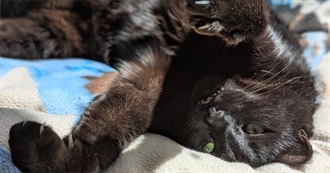 Moomin&#39;s 100 Influential Books