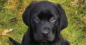 Black Colors Found in Nature