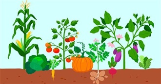 Things Grown in the Garden So Far