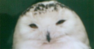 Owls