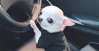 100 Movies Roach Likes :-)