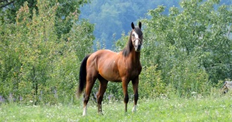 A Novel a Year: Starting W/ True Grit (1967)