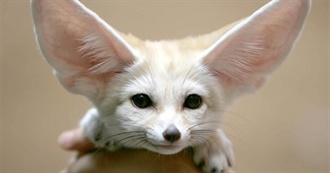 40+ Rare and Unique Exotic Pets