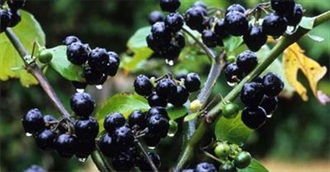 Foods Beginning With H