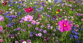 Books With a Flower in the Title