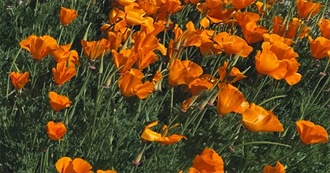 Nico&#39;s Top 100 Films