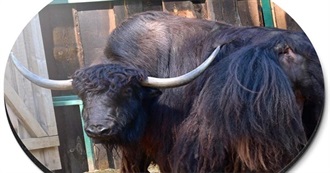 Animal Alphabet HD (Yak the Mouse Media)