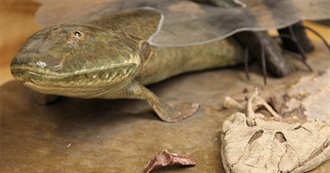 Books Tetrapodomorpha Likes