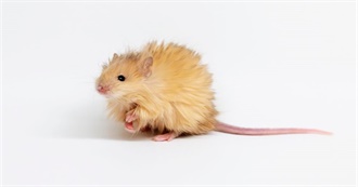 A Woolly Mouse&#39;s 5-Star Reading List