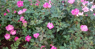 Cities Monica Has Been to in the USA