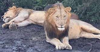 What Do Has Done in 2025