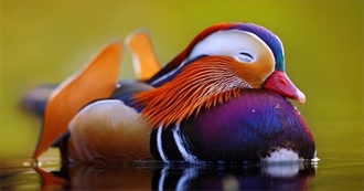 Brightside: 20+ Beautiful Animals We Can&#39;t Stop Staring At