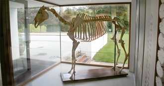 Movies Arkle Saw for the First Time in 2017