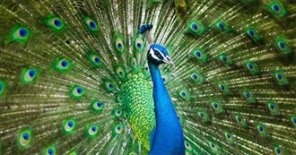 101 Beautiful Creatures