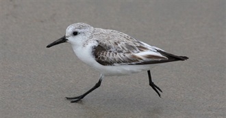 Shorebirds of North America